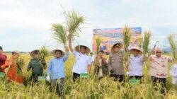 Bupati Bantaeng Dorong Kemandirian Benih Melalui Panen Perdana Padi Genjah dan Jagung