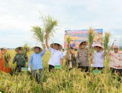 Bupati Bantaeng Dorong Kemandirian Benih Melalui Panen Perdana Padi Genjah dan Jagung
